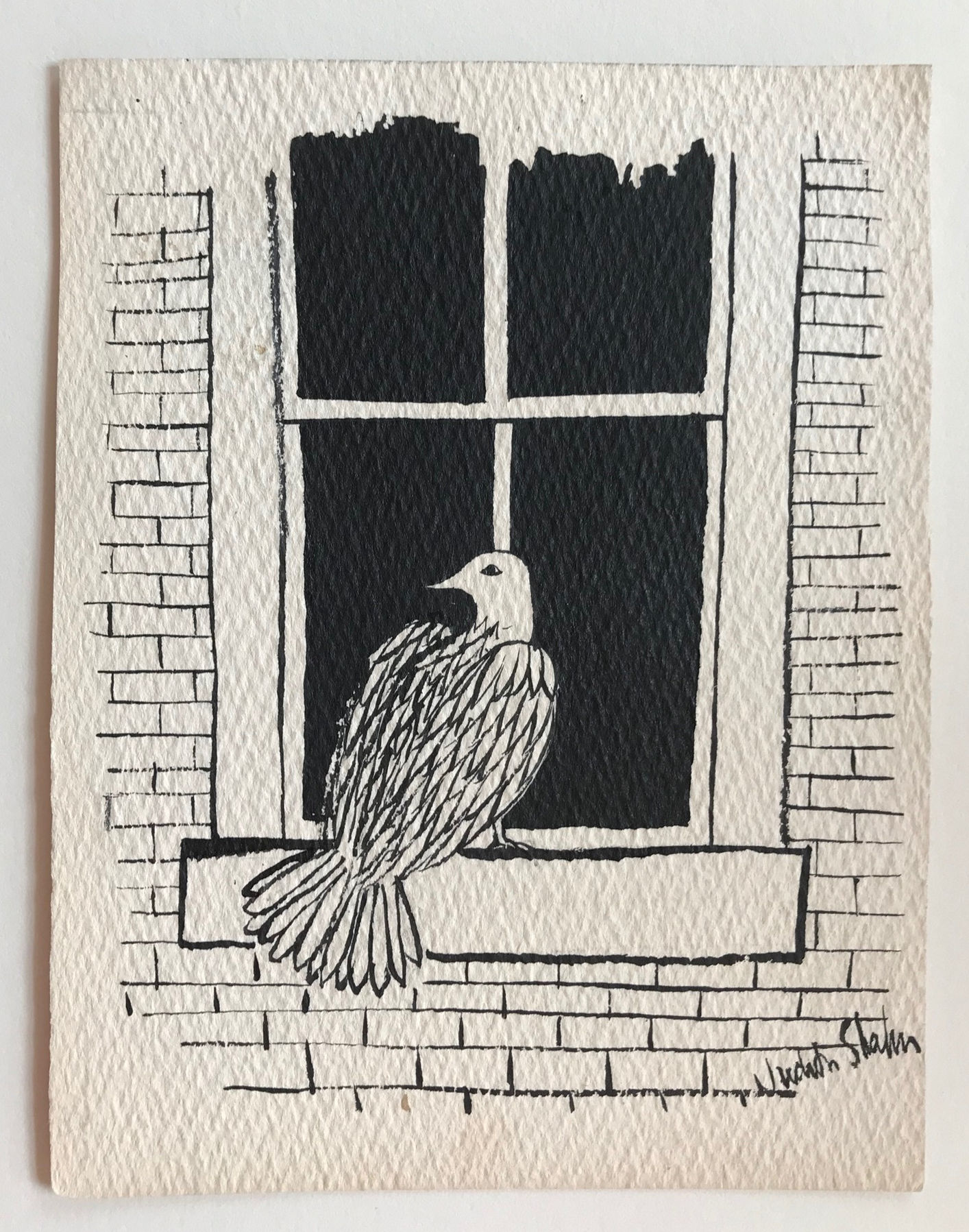 Dove in Window
